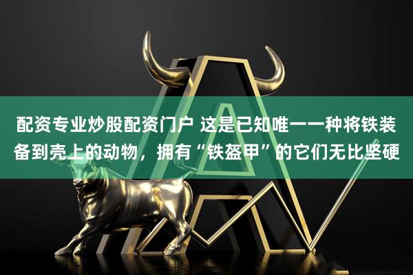 配资专业炒股配资门户 这是已知唯一一种将铁装备到壳上的动物，拥有“铁盔甲”的它们无比坚硬